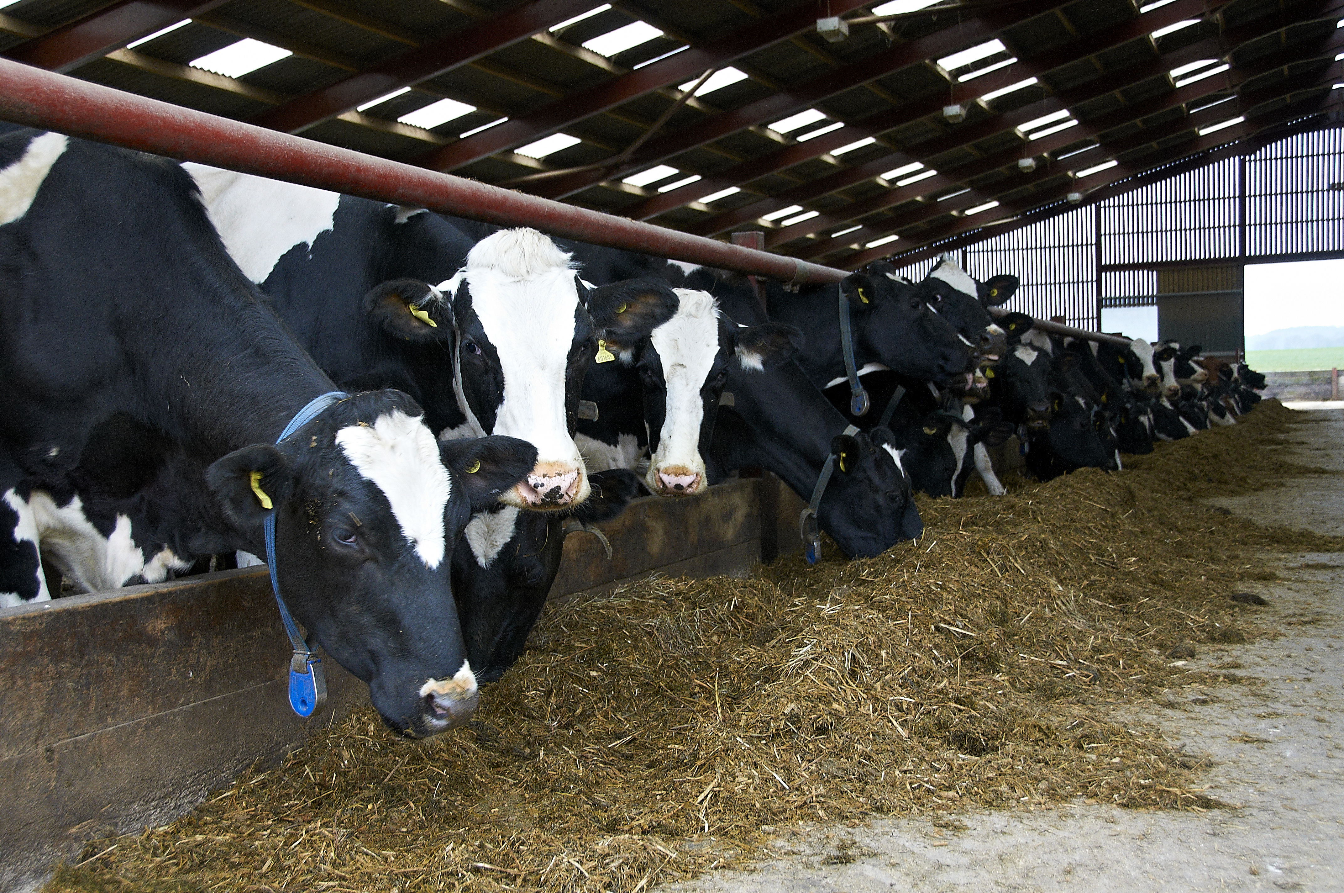 cows eating silage