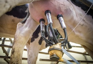 Milk 3455395 1920 %281%29 listing