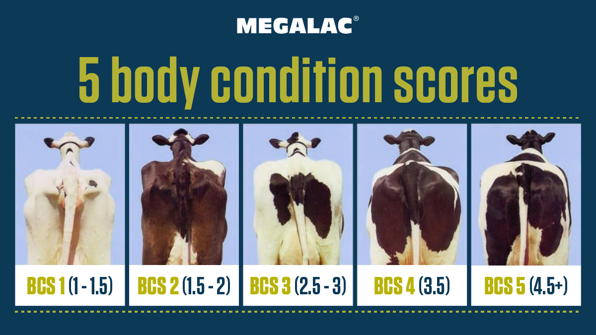 Everything you need to know about body condition scoring dairy cows 