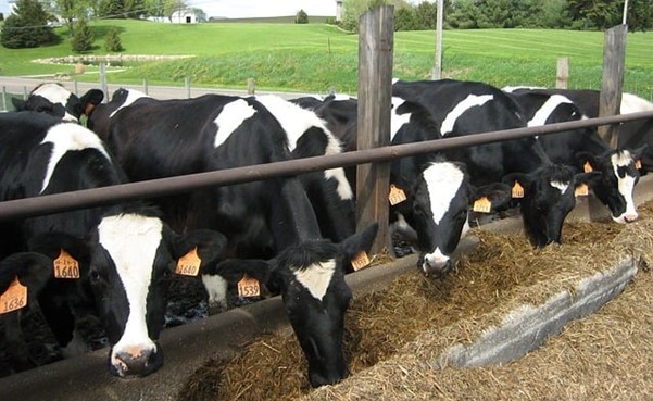 Cows eating Silage Megalac Blog