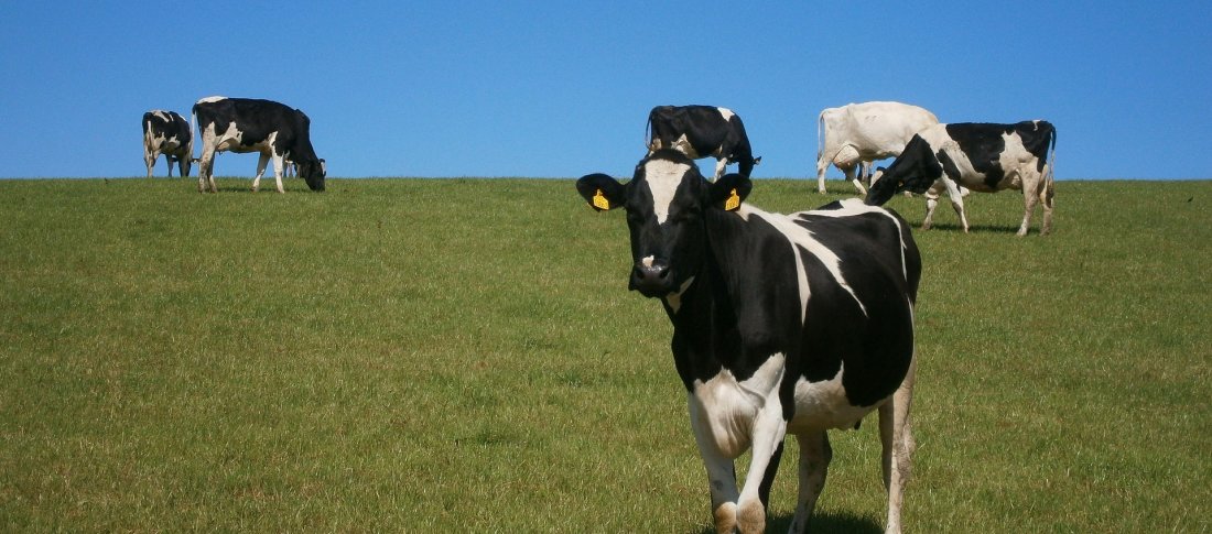 Cows 73371 1920 banner