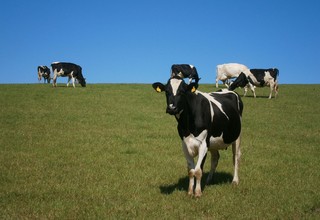Cows 73371 1920 listing