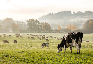 Adobestock 193575272 %281%29 listing