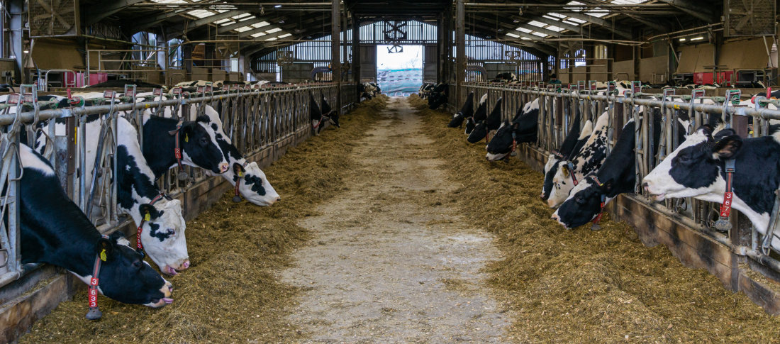 Volac wilmar feed ingredients winter feeding dairy banner