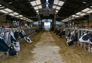 Volac wilmar feed ingredients winter feeding dairy listing