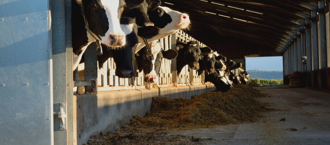 Dairy cows in winter %282%29 banner