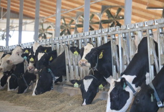 Volac dairy cows eating 2 listing