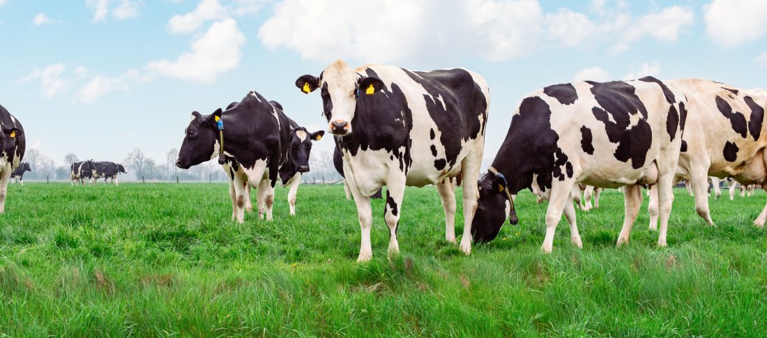 Dairy cows on grass volac wilmar feed ingredients banner
