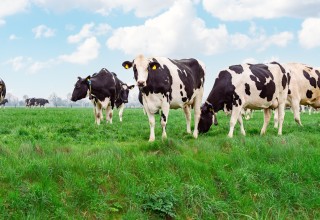 Dairy cows on grass volac wilmar feed ingredients listing