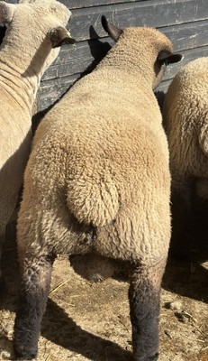 Back of sheep