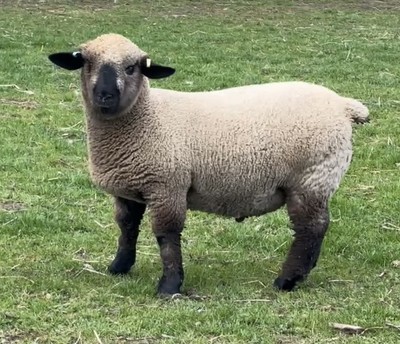 Sheep