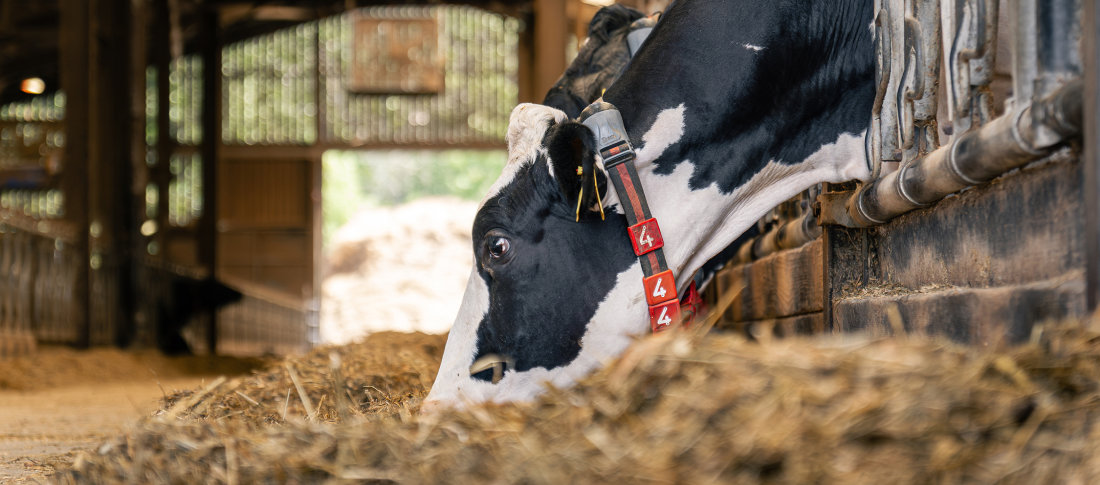 Volac wilmar feed ingredients dairy cow eating ration banner