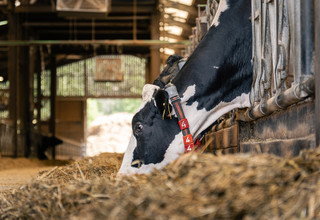 Volac wilmar feed ingredients dairy cow eating ration listing
