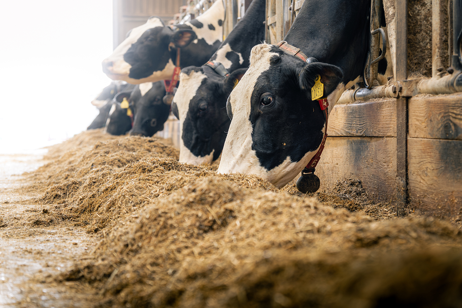 Volac Wilmar Feed Ingredients dairy cattle eating
