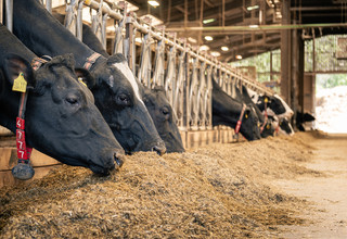 Volac wilmar feed ingredients maize silage 2 listing